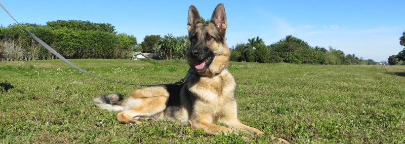 dog-training-camp-lake-norman