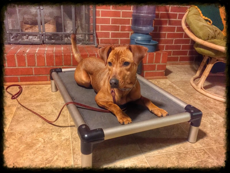 Dog Training-lake-norman