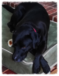 Ryder-labrador training