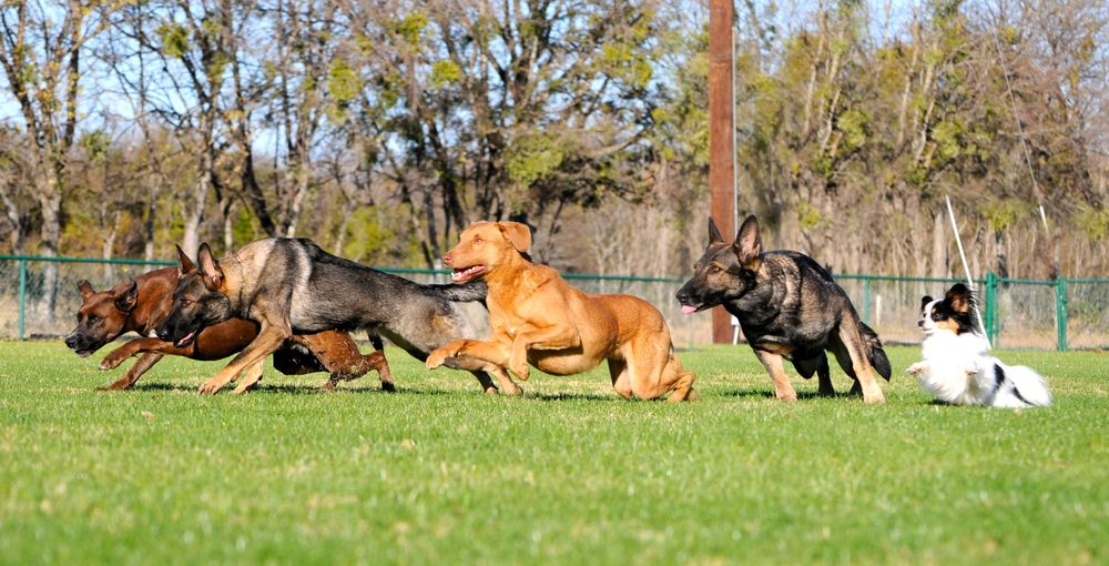 Certified Dog Trainer