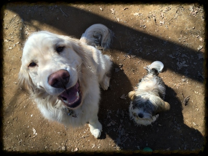 dog-training-camp-Lake-Norman
