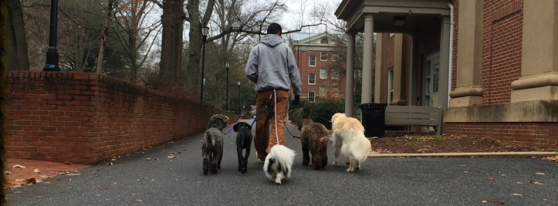 doggy-day-school-lake-norman
