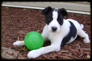 our-philosophy-carolina-canine-training