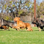 What Is A Certified Dog Trainer?